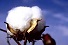 Cotton 2